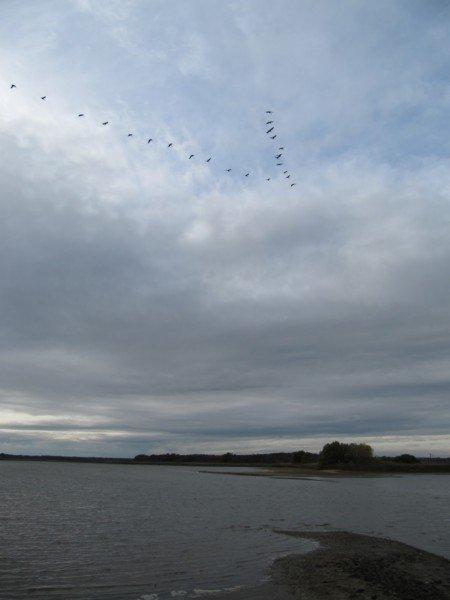 Grues en migration à Lachaussée (55)