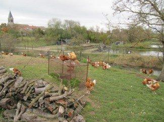 Élevage de poulets à Lachaussée