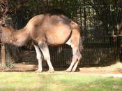 charmante famille dromadaires