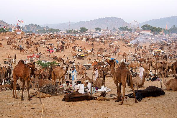 pushkar-camels-rajasthan.jpg