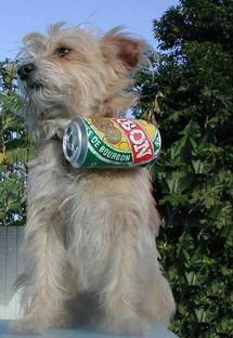 La Dodo au prix du Champagne