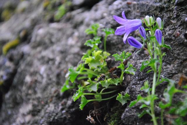 Image Hosted by ImageShack.us