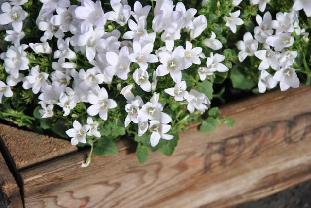 Image Hosted by ImageShack.us