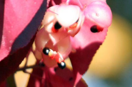 euo grand paris 30 oct 2010 098.jpg