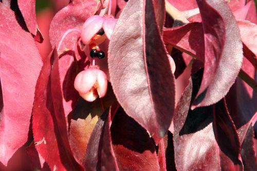 euo grand paris 30 oct 2010 099.jpg