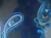 Comme fragment d'aile