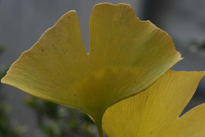 ginko.jpg