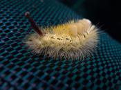 chenille, châtaignes noisettes.