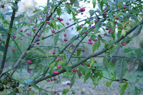 euo eur romi 1 nov 2010 003.jpg