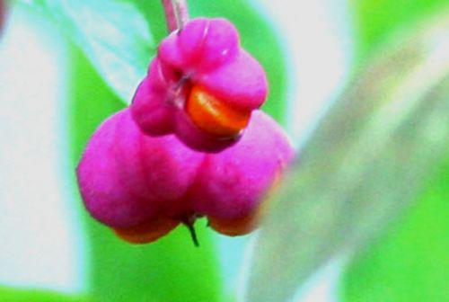 euo eur fruits romi 1 nov 2010 010.jpg