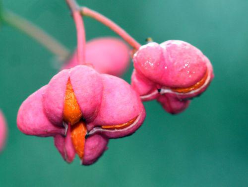 euo eur fruits romi 5 nov 061.jpg