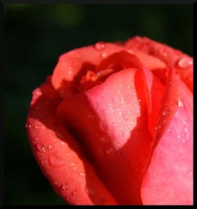 une rose tout simplement