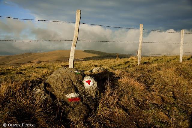 Sur la piste des longhorns à la française
