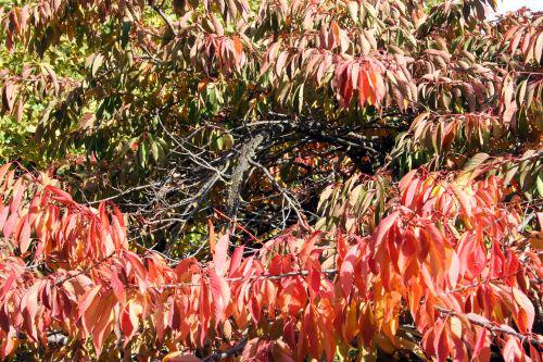 shirotae zone dégarnie paris 30 oct 2010 043.jpg