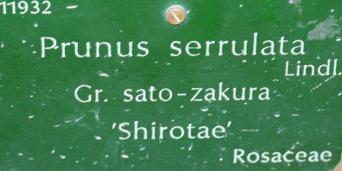 shirotae étiq Paris 26 mars 013.jpg