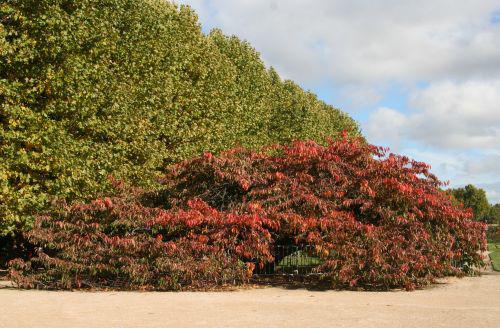 shirotae paris 30 oct 2010 049.jpg