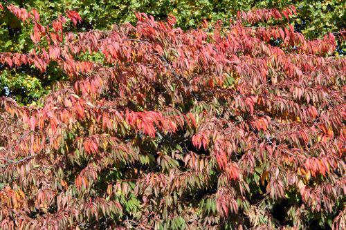 shirotae détail paris 30 oct 2010 037.jpg