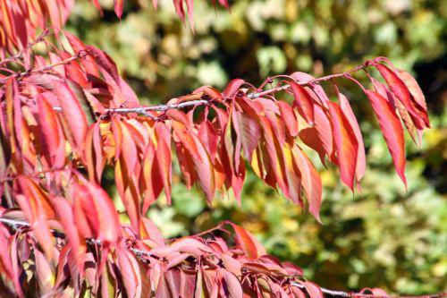shirotae feuillage paris 30 oct 2010 038.jpg