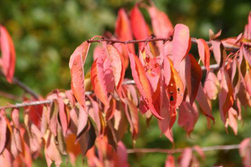 shirotae feuillage paris 30 oct 2010 041.jpg