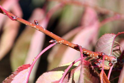 shirotae écorce 1 paris 30 oct 2010 046.jpg