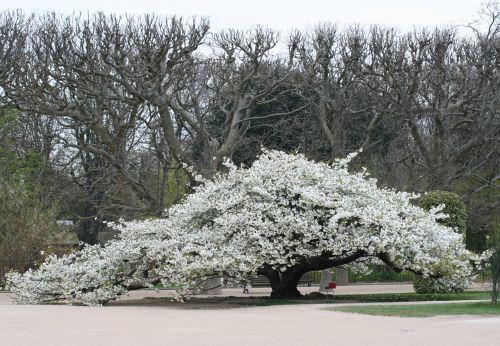 shirotae 2008 Paris 26 mars 002.jpg