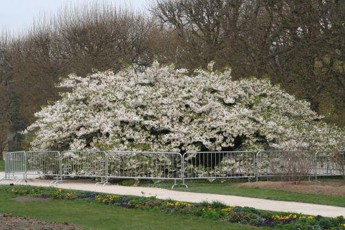 shirotae 2009 paris 6 avril 001.jpg