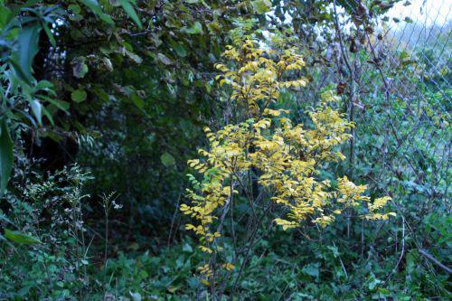 rugosa romi 1 nov 2010 019.jpg