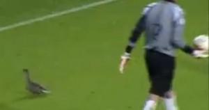 Un footballeur menacé pour avoir chassé un canard du terrain