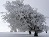 L'IMAGE JOUR: Givre Forêt-Noire