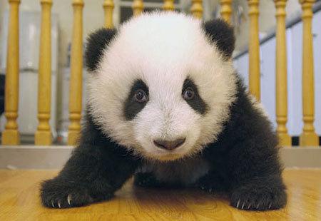 baby panda