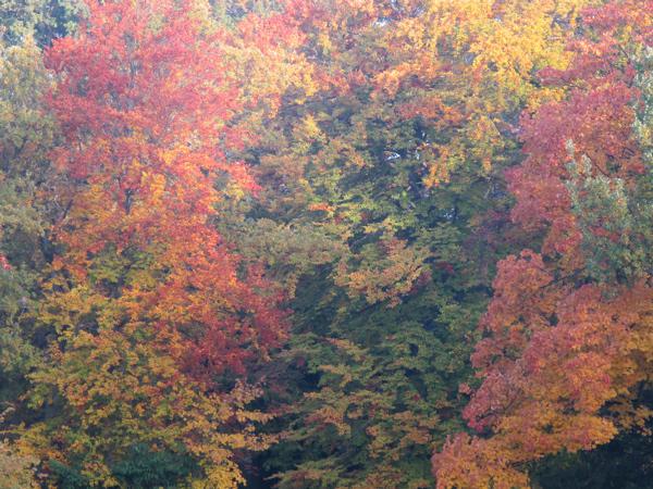 Pourquoi les arbres sont-ils si beaux en automne ?
