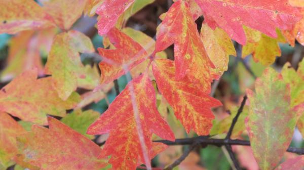 Pourquoi les arbres sont-ils si beaux en automne ?