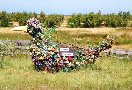 Nos amis les animaux Goëland géant Le Martray île de Ré