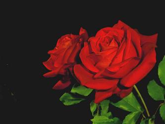 Heureuse rose (Rilke)