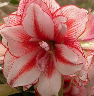 Amaryllis_06