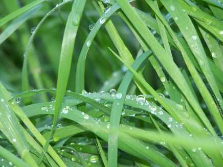 Vous n’avez vraiment pas l’oreille fine (Pierre Albert-Birot)