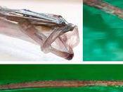 poissons-flûtes découverts pour fois notre littoral