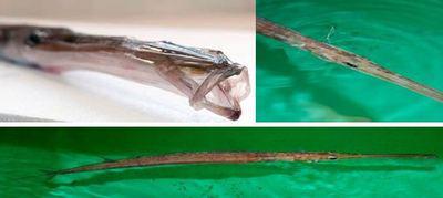Des poissons-flûtes découverts pour la 1e fois sur notre littoral