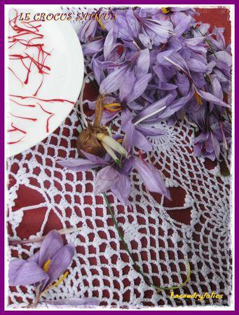 CROCUS_SATIVUS