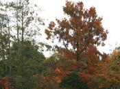Metasequoia d'automne