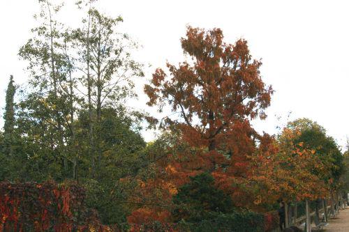 metasequoia paris 30 oct 2010 124.jpg