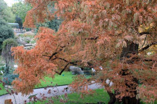metasequoia paris 30 oct 2010 127.jpg