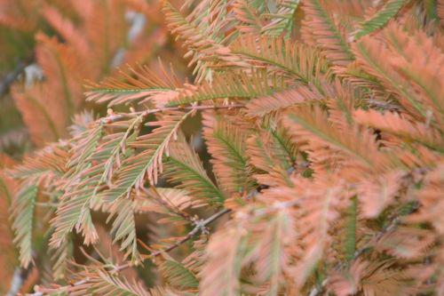 metasequoia paris 30 oct 2010 130.jpg