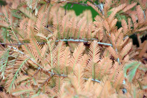 metasequoia paris 30 oct 2010 132.jpg
