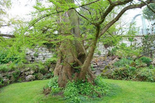 metasequoia 9 avril 008.jpg