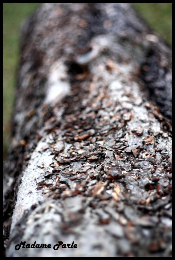 Promenons nous dans les bois ♫♫♫