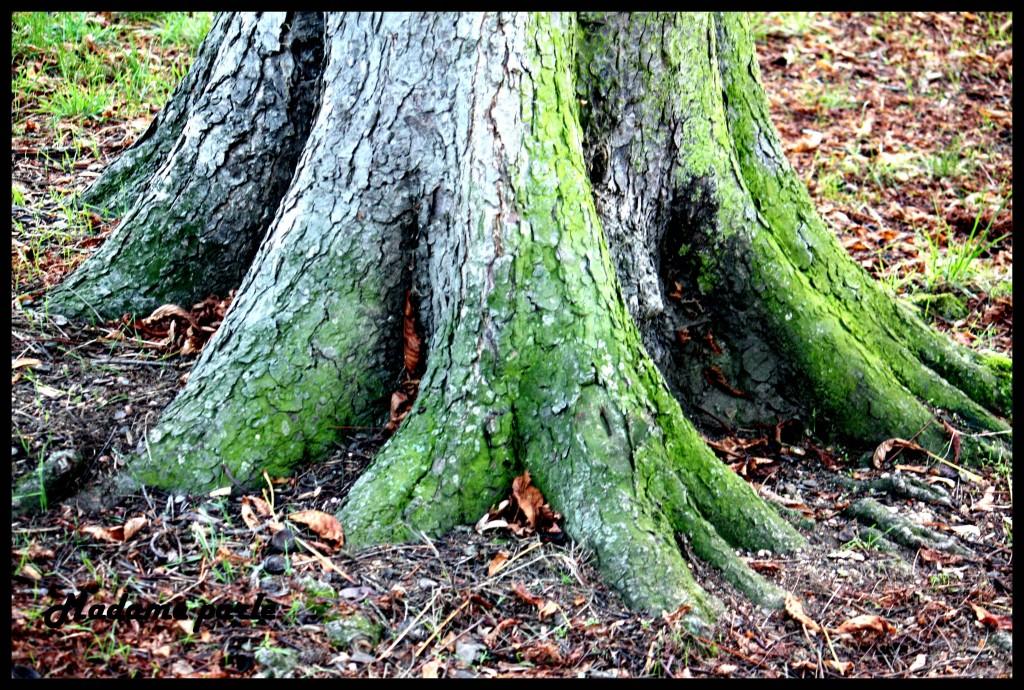 Promenons nous dans les bois ♫♫♫