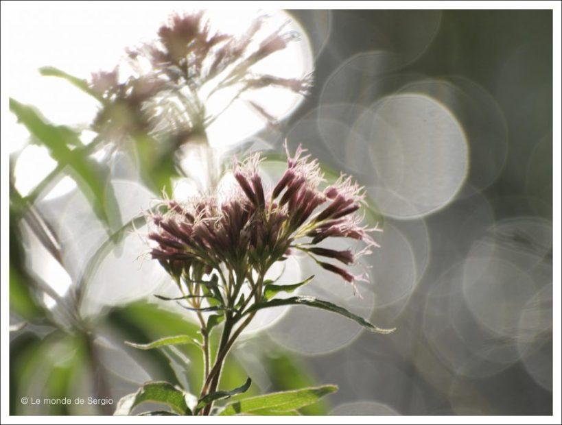 Eté précoce (Jean-Baptiste Besnard)