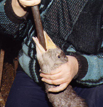 Esther et l’élastique