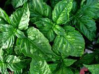 Les remèdes de grand-mère (toux, nausée, maux divers…)